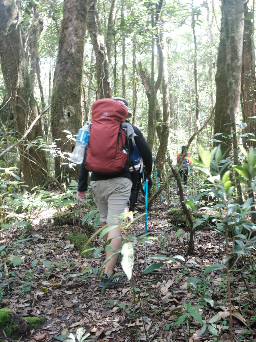 Người đi bộ đeo balô lớn đi giữa rừng
