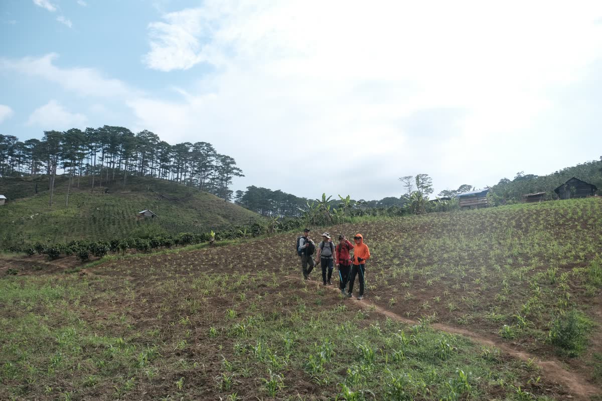Đoàn đi qua nương rẫy, phía xa là đồi thông.