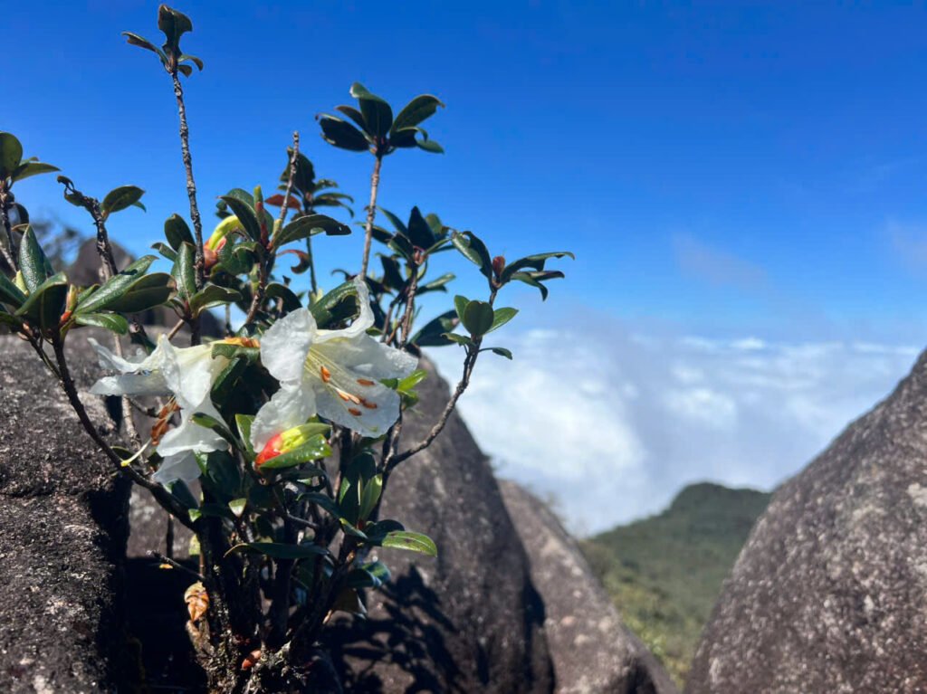 Những cánh hoa luôn nở rộ ở nơi đây