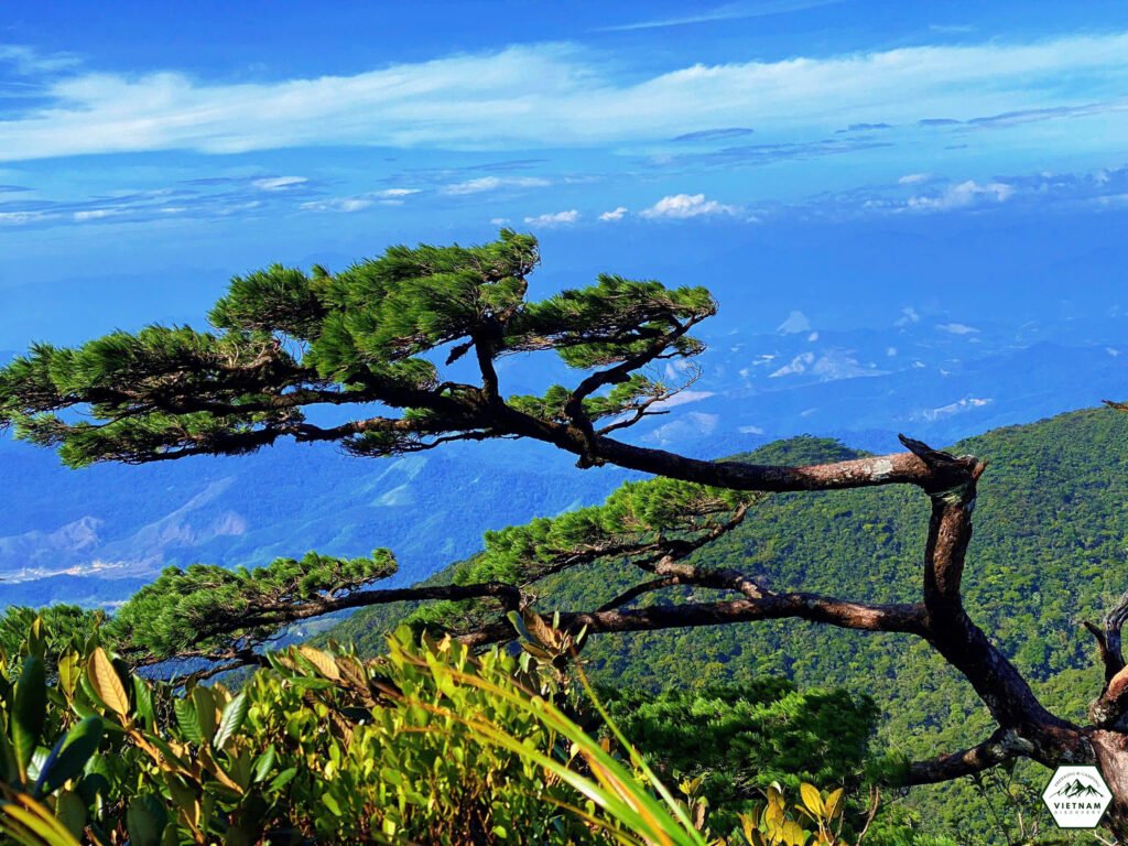 Một cây thông trên cung đường Chư Mư