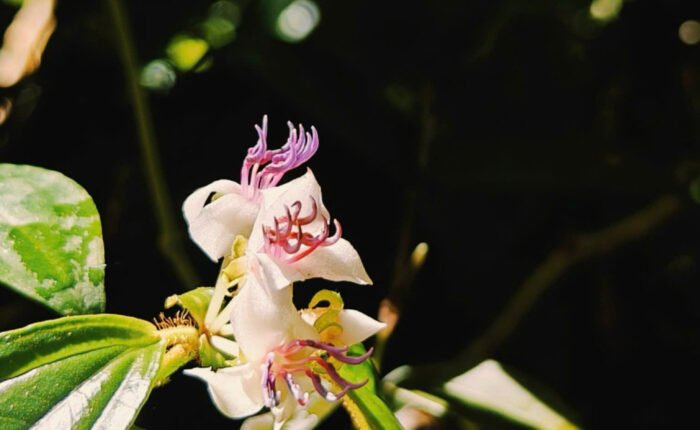 Một loại Lan ở rừng Bidoup