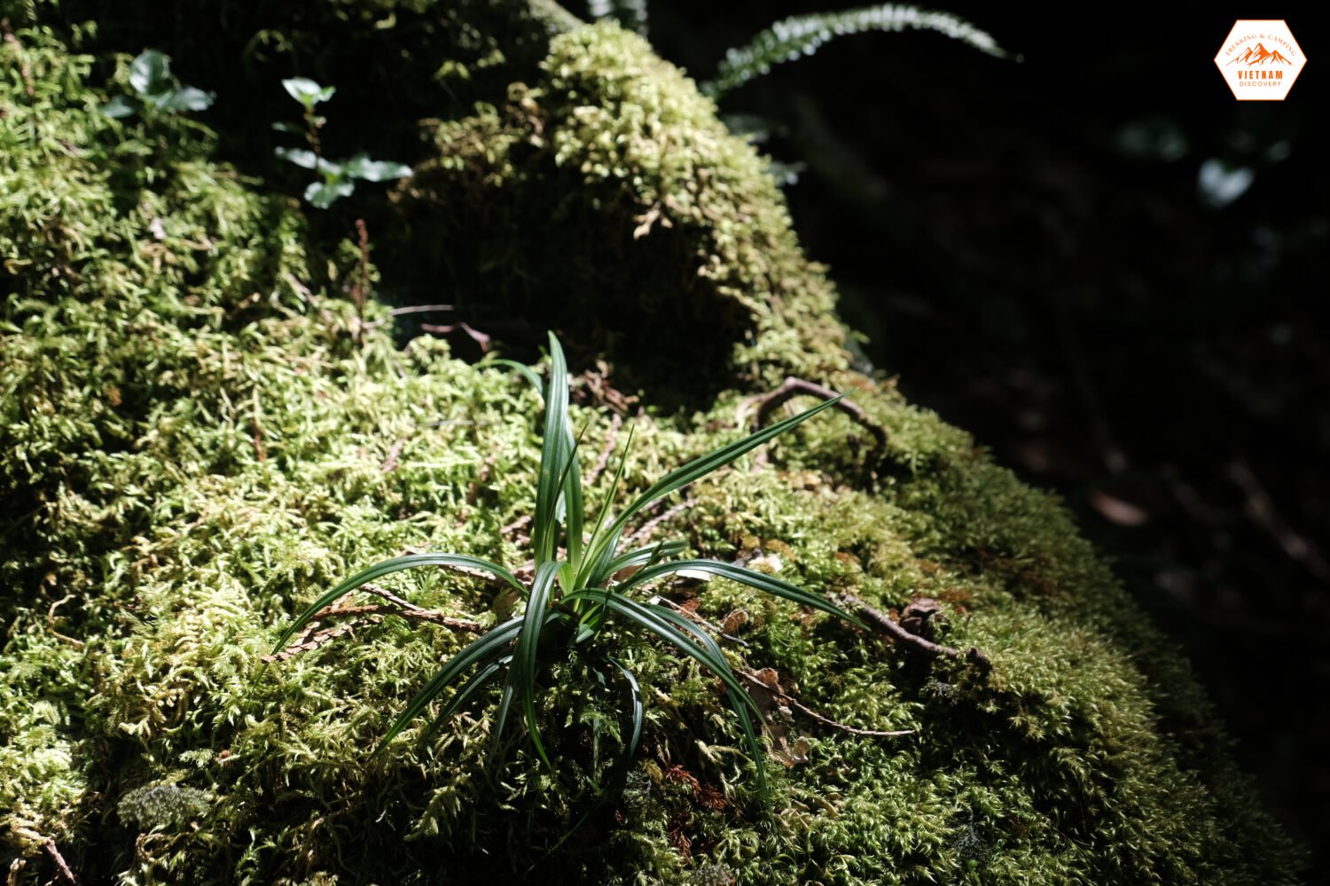 Rêu xanh địa y phủ xanh Bidoup