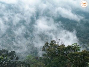 Sương rừng Chư Mư