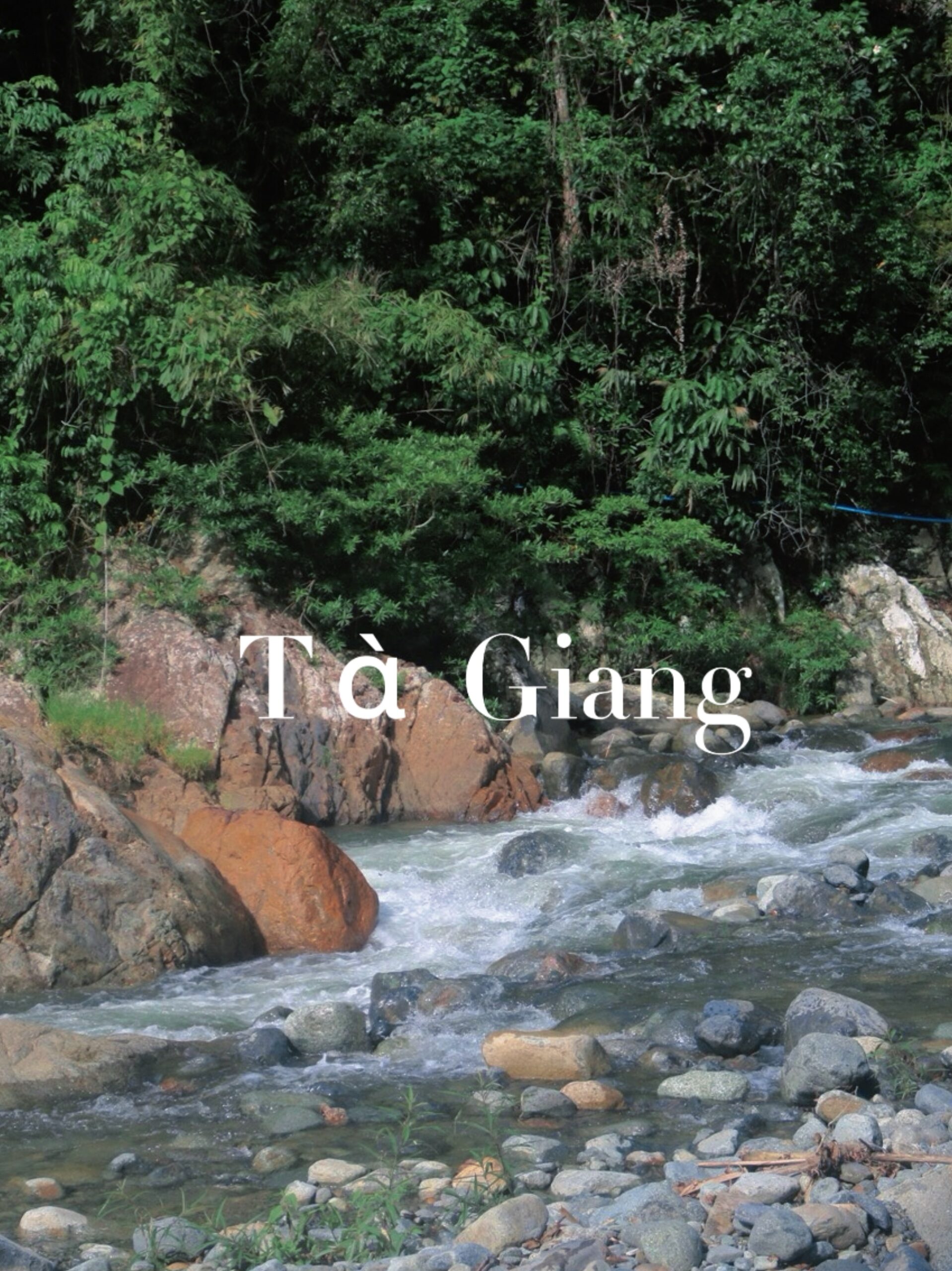 Mùa xanh Tà Giang đã trở lại